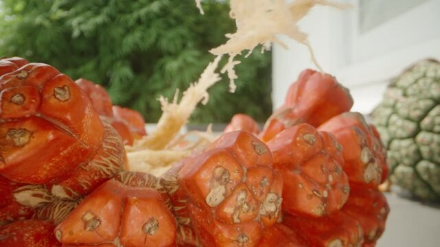 Close Up of a Juicy Red Pandanus Segment Being Separated by Hand with Fibrous Strands Stretching Between Pieces, Dolly Slider and Low Angle, Tropical Harvesting Concept