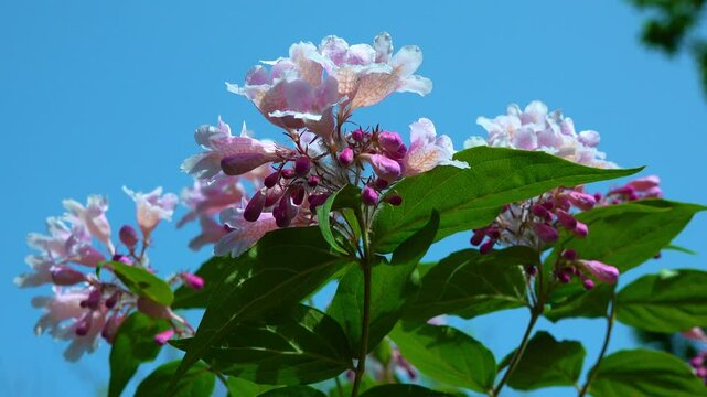 Вeauty bush Kolkwitzia amabilis, blooming pink spotted flowers bush against blue sky in garden