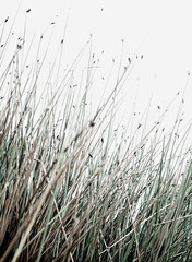 Real photo man made dry grass natural meadow field neutral bohemian aesthetic summer background