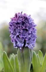 A purple-blue hyacinth flower with a blurry background in the daylight of a greenhouse. Beautiful hyacinths are strongly fragrant potted flowers and are popular in Finland at Christmas time.

