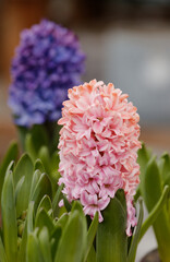 Pink hyacinth flower with a blurred background in the daylight of a greenhouse. Beautiful hyacinths are strongly fragrant potted flowers and are popular in Finland at Christmas time.

