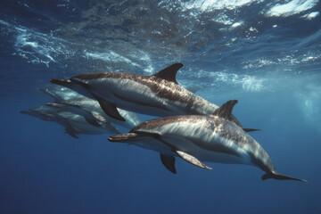 Fototapeta premium serene scene of whales and dolphins swimming gracefully in clear waters of northern coast