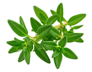 A vibrant green sprig of fresh thyme with small, oval-shaped leaves clustered along thin stems.