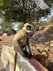 Monkey sitting under bright sunlight on a concrete surface with trees in the background. Great for wildlife, animal behavior, and nature concepts.
