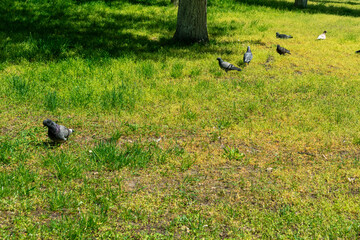 Pigeons are walking on a green grassy lawn.