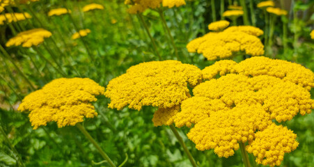 Close up of blooming yellow yarrow flowers. Macro shot of clustered flower heads on green background. Summer wildflower meadow concept