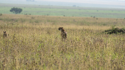 A majestic cheetah gracefully roams through the tall grass of the stunning Serengeti landscape