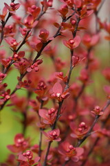 small pink leaves on a thin branch
