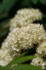 white hawthorn flowers close up
