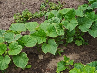 Growing cucumbers in the home garden