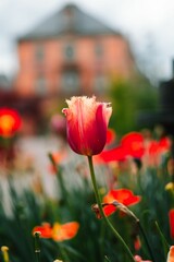 Vibrant Pink Tulip in Spring Garden