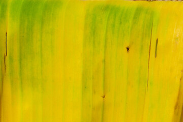 Macro close up of yellow banana leaf texture,Organic textured background of dry banana leaf,Yellow...