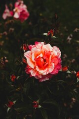 Vibrant pink and white rose in bloom.