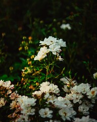 White flowers in a sunlit garden