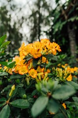 Vibrant yellow flowers with lush green foliage.