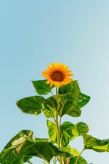 Sunflower against blue sky