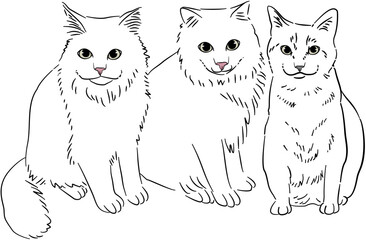 Hand Drawn Cat Dog Portrait Sketch