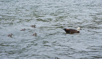 Duck family in the Otago Region, South Island, New Zealand
