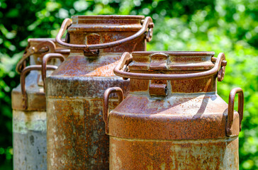 Rusted milk cans lined up on a wooden surface in a green forest during sunny daylight