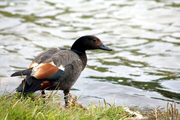 Maori Duck, Tadorna Variegata, Otago Region, South Island, New Zealand