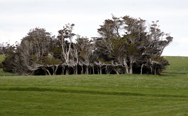 The Bending Trees of Slope Point, South Island, New Zealand