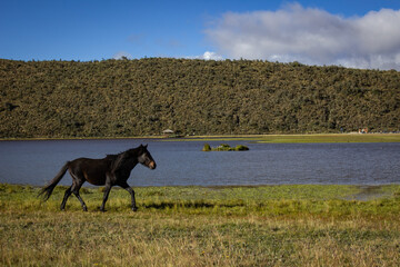 Wild horse trotting by the shore of a lake in Cajas national park, ecuador, with green vegetation,...