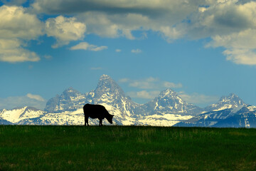 Grand Teton Mountains with Cattle Silhouetted on Pasture Feeding