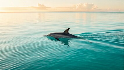 Fototapeta premium A solitary dolphin gracefully glides through calm, turquoise tropical waters under a soft, golden sunset. Its sleek form is reflected on the still surface, creating a serene