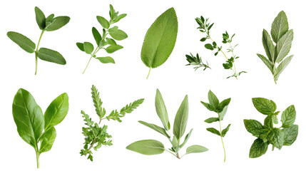 Herb leaf collage in natural layout background isolated on a Transparent background, PNG file.