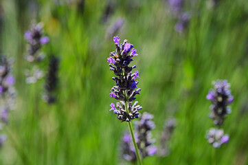 French Lavender flower head in macro view. also called fringed lavender or Lavandula dentata. bushy perennial plant. soft blurred background. used for fragrances and herbs. also medical ingredient.