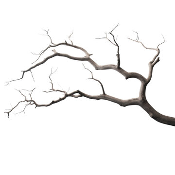 Dry twisted tree branch with no leaves on transparent background