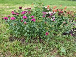 A wonderful flower bed. Beautiful nature