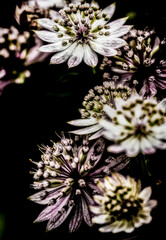 'Masterwort' At A Summer Flower Festival