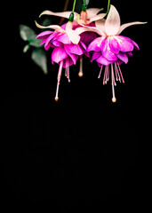 Pink Fuschias At A Summer Flower Festival