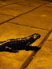 lizard in park