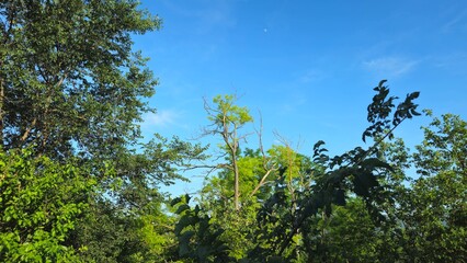 Obraz premium trees and sky