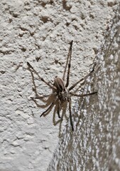 spider on a wall