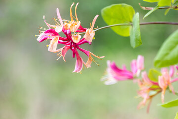 Beautiful lonicera growing in garden