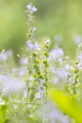 Beautiful veronica officinalis growing in garden