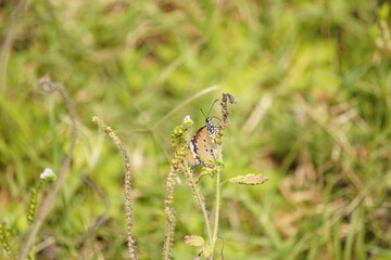 Colorful butterfly with delicate wings symbolizes transformation and beauty, fluttering gracefully among flowers in gardens, fields, and natural landscapes
