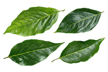 Fototapeta premium Four vibrant green leaves isolated on black background.