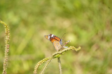 Colorful butterfly with delicate wings symbolizes transformation and beauty, fluttering gracefully among flowers in gardens, fields, and natural landscapes