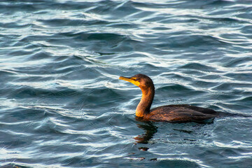 Cormorant in Lake Ontario