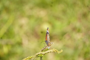 Colorful butterfly with delicate wings symbolizes transformation and beauty, fluttering gracefully among flowers in gardens, fields, and natural landscapes
