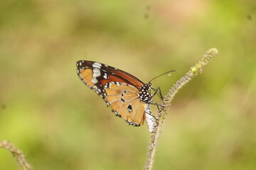 Colorful butterfly with delicate wings symbolizes transformation and beauty, fluttering gracefully among flowers in gardens, fields, and natural landscapes