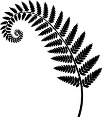 Ferns  silhouette on white background