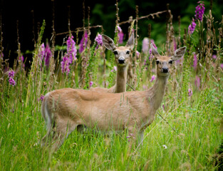 Two Young Deer Playing Among Trees,,Playful and light-hearted, two young deer chase each other...