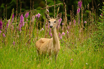 Watchful Deer Standing at Forest Edge, A deer stands tall and watchful at the boundary between forest and open land, fully aware of its surroundings
