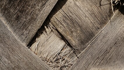 washingtonia palm tree bark as background