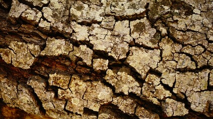 cracked bark of carob tree trunk